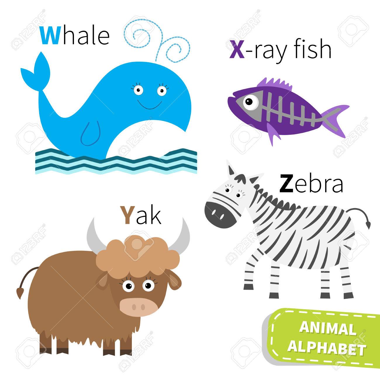 W X Y Z クジラ X 線魚ヤク ゼブラ動物園アルファベットの手紙します 子供分離白背景フラット デザインのベクトル イラストの動物教育カード英語 Abc のイラスト素材 ベクタ Image W X Y Z クジラ X 線魚ヤク ゼブラ動物園アルファベットの手紙します 子供分離白背景フラット デザインのベクトル イラストの動物教育カード英語 Abc のイラスト素材 ベクタ Image