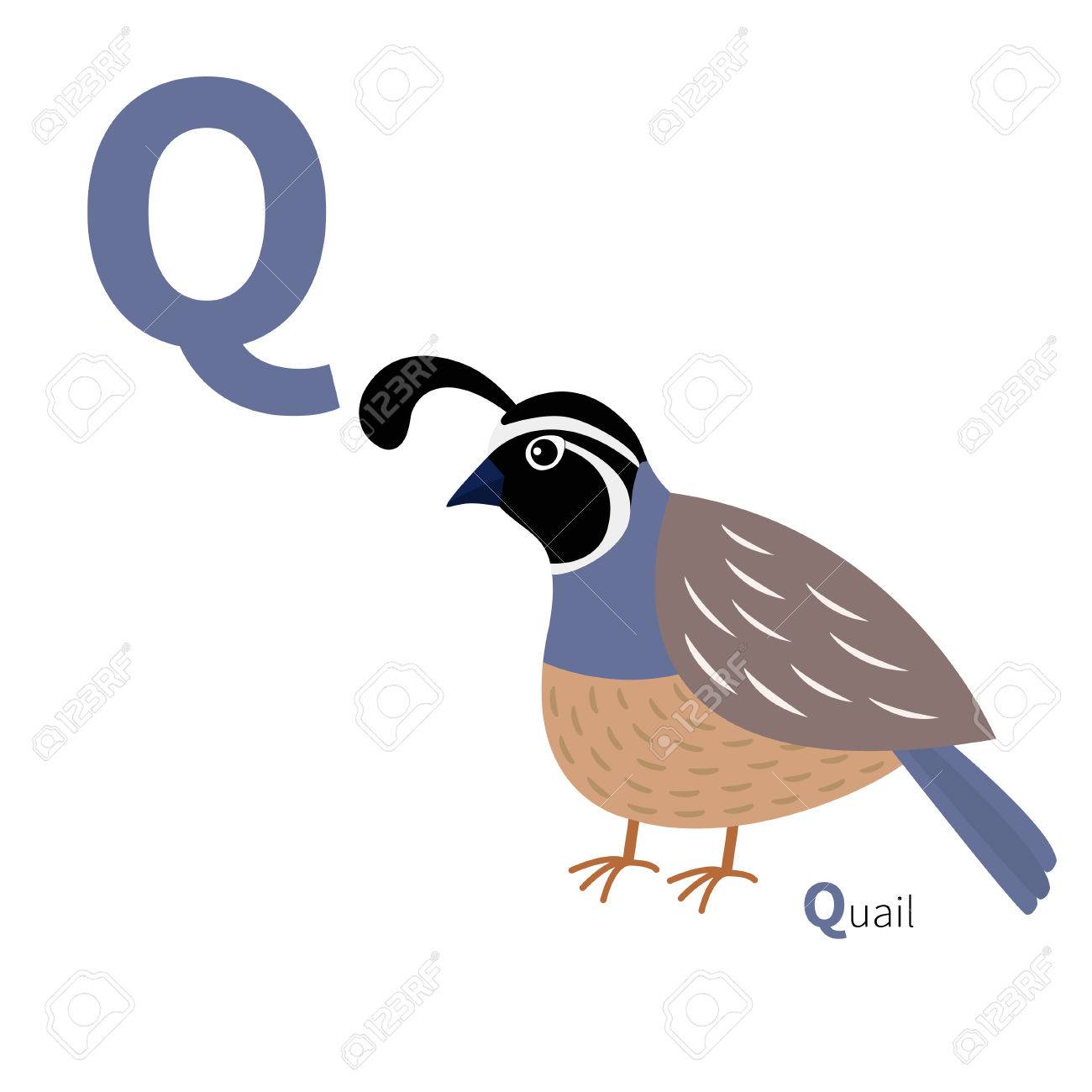 letter q as in quail bird for english alphabet royalty free