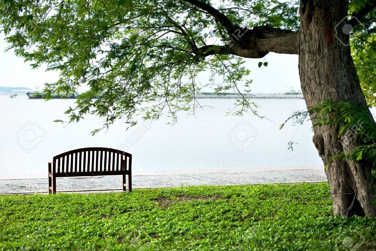 Bench on sale under tree