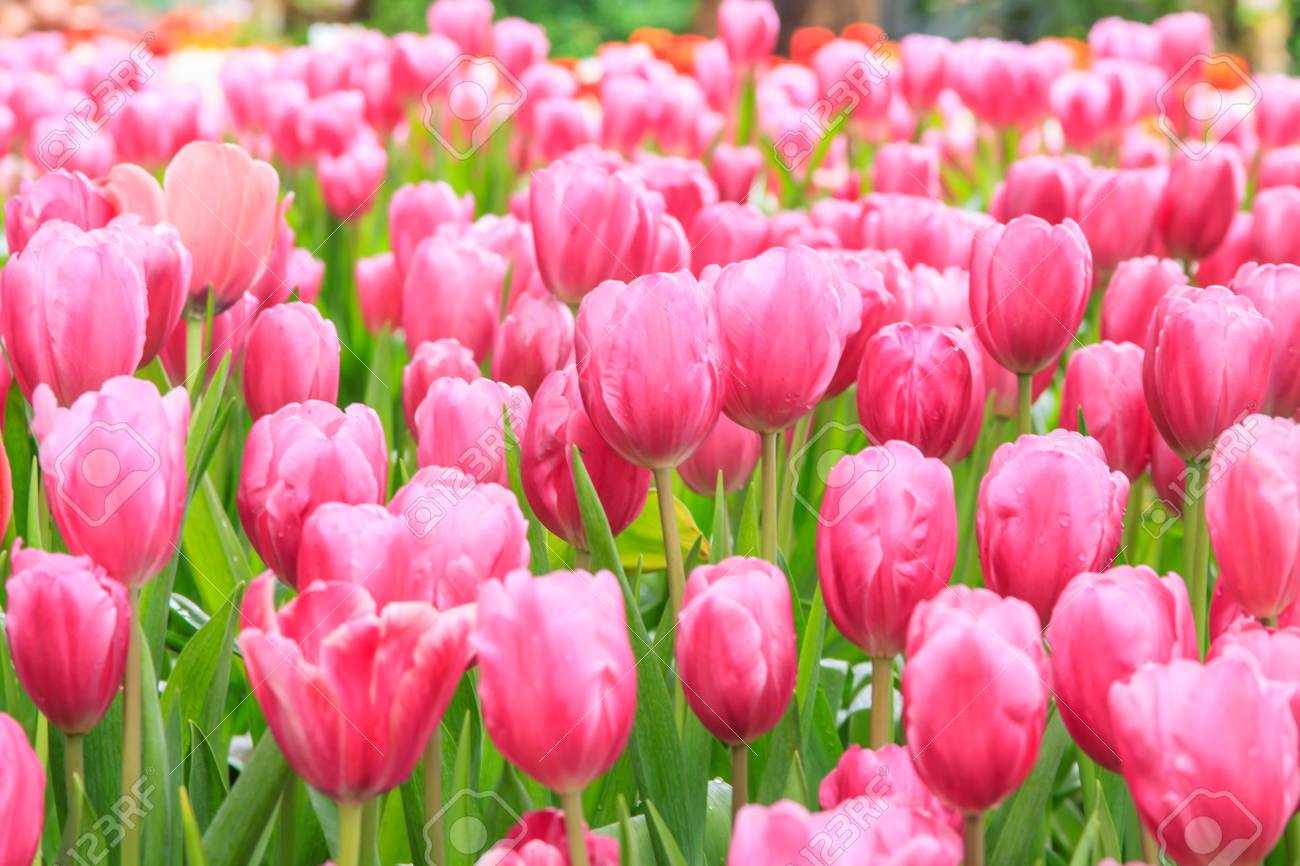 Rote weiße pinke Tulpen Frühling Tulpe Wallario Frühstücksbrettchen 14 x 23 cm Rote weiße pinke Tulpen Frühling Tulpe Wallario Frühstücksbrettchen 14 x 23 cm