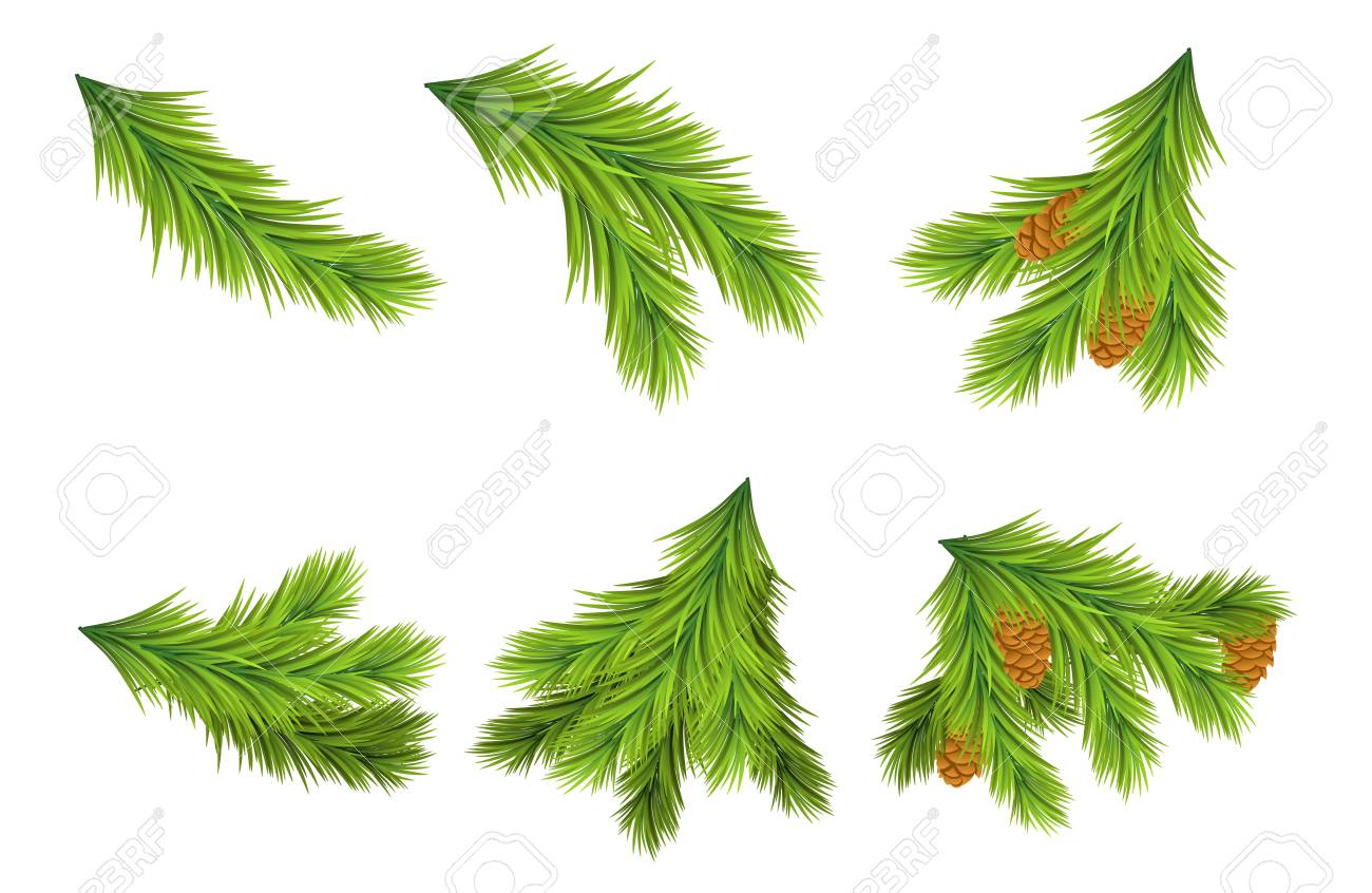 Set Of Christmas Tree Branches For Decorations Vector Illustrations On White Background Design Elements Set Of Christmas Tree Branches For Decorations Vector Illustrations On White Background Design Elements