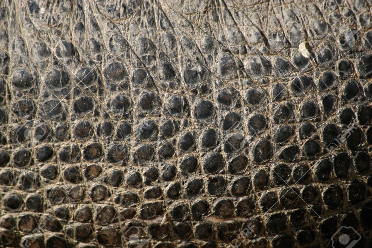 nile crocodile skin