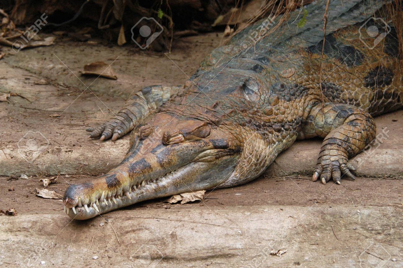 偽 Gavial Tomistoma シュレーゲルアオガエル マレーガビアルやマレー インドガビアルとしても知られています の写真素材 画像素材 Image