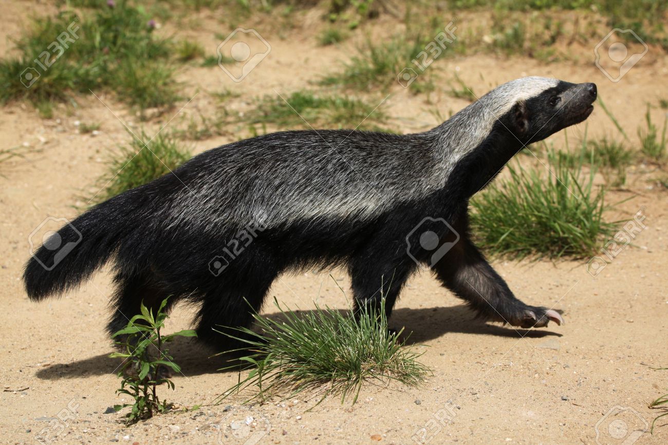 ラーテル Mellivora Capensis Ratel としても知られています 野生動物 の写真素材 画像素材 Image