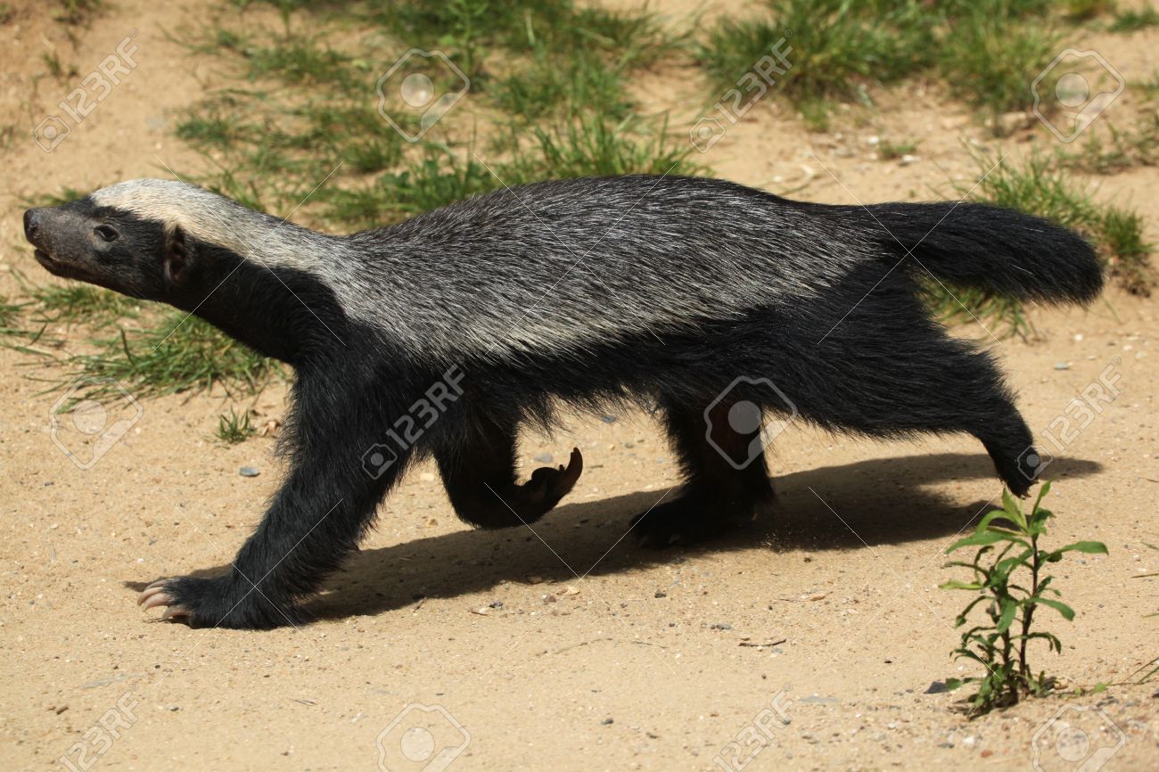 ラーテル Mellivora Capensis Ratel としても知られています 野生動物 の写真素材 画像素材 Image