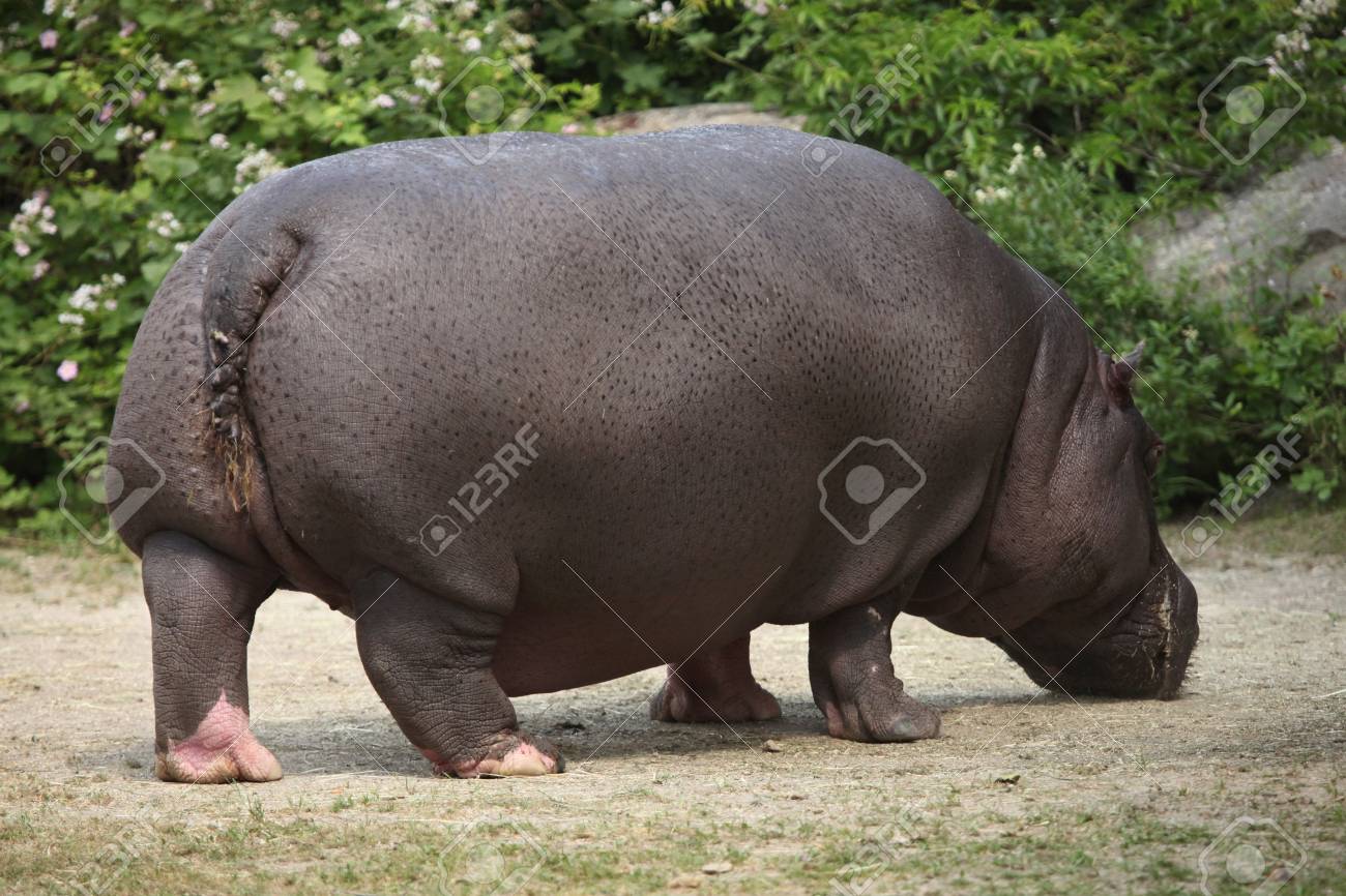 カバ カバ アンフィビウス 野生生物動物 の写真素材 画像素材 Image