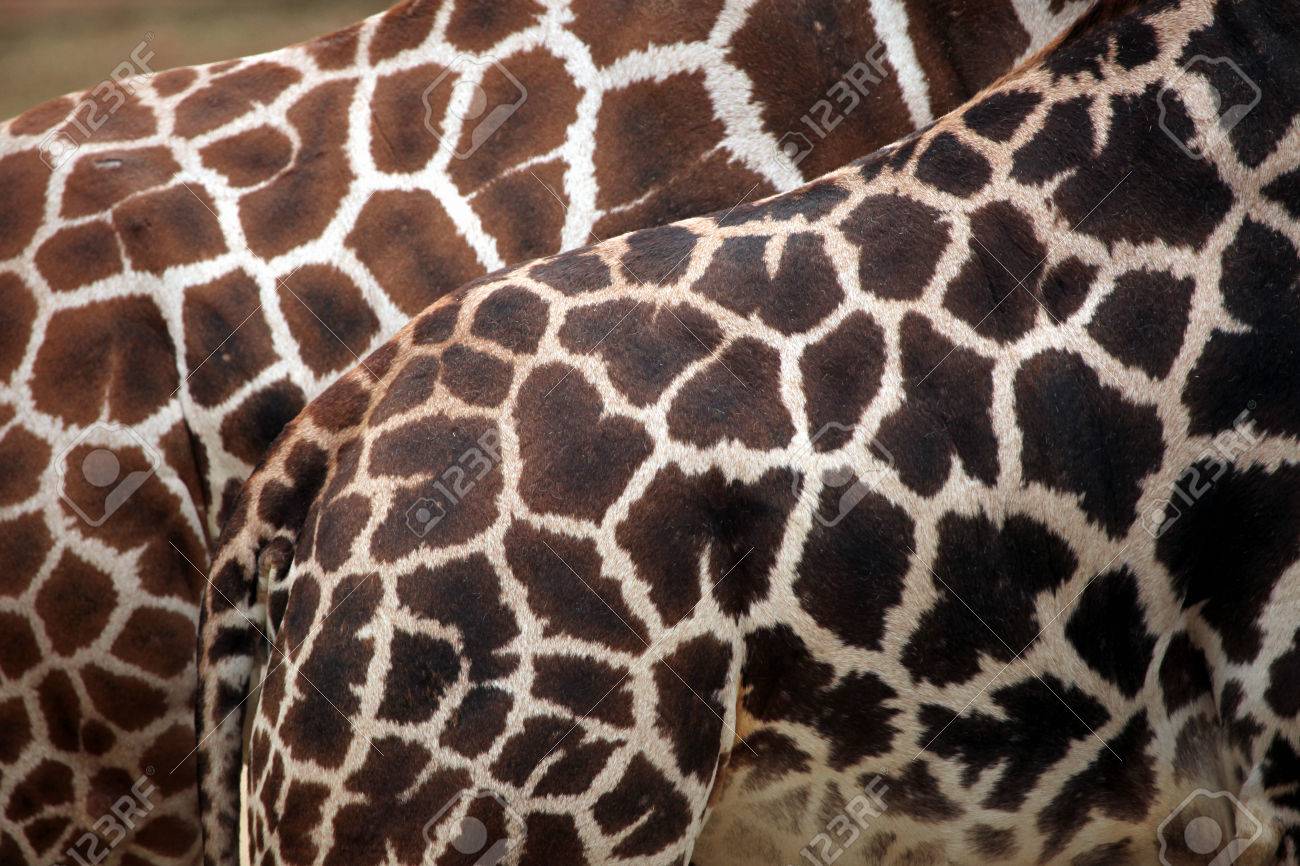 ロスチャイルド キリン キリン Rothschildi 肌の質感 野生動物 の写真素材 画像素材 Image ロスチャイルド キリン キリン Rothschildi 肌の質感 野生動物 の写真素材 画像素材 Image