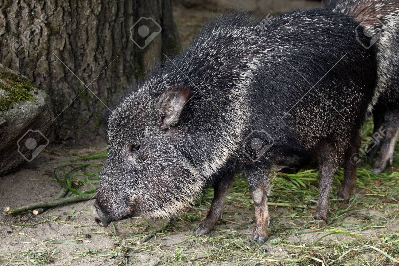 チャコペッカリー Catagonus ワグナー ua としても知られています 野生生物動物 の写真素材 画像素材 Image