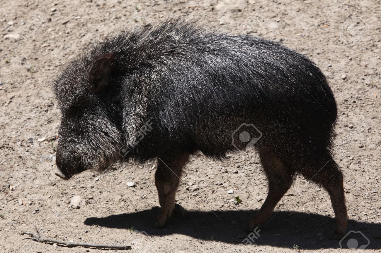 チャコペッカリー Catagonus ワグナー ua としても知られています 野生生物動物 の写真素材 画像素材 Image