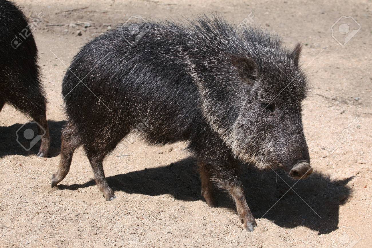 チャコペッカリー Catagonus ワグナー ua としても知られています 野生生物動物 の写真素材 画像素材 Image