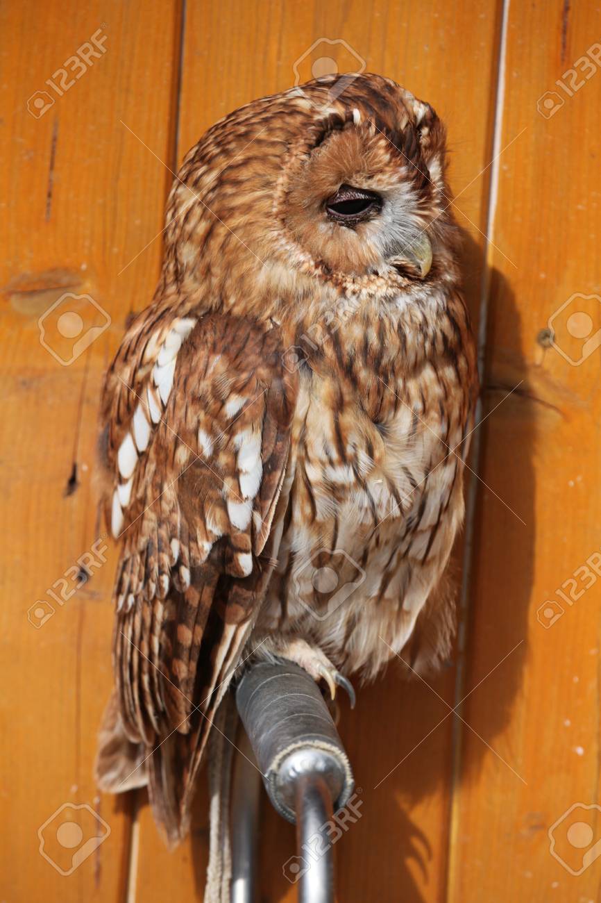 モリフクロウ Strix Aluco 茶色のフクロウとしても知られています 野生生物動物 の写真素材 画像素材 Image モリフクロウ Strix Aluco 茶色のフクロウとしても知られています 野生生物動物 の写真素材 画像素材 Image