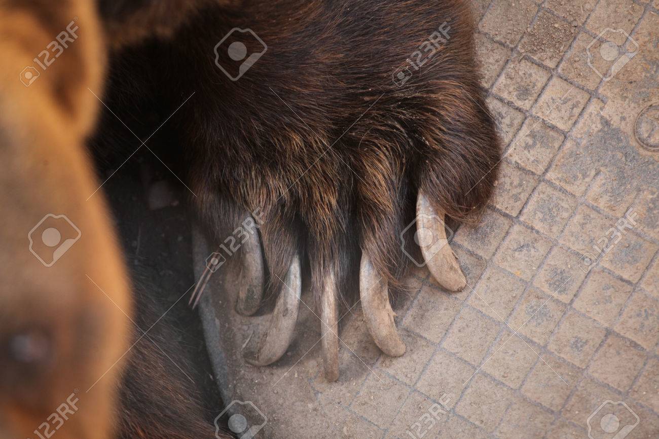 野生のヒグマの爪（大） （ヒグマ (Ursus Arctos) 爪。野生生物