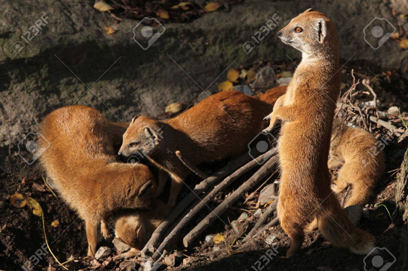 Yellow Mongoose Cynictis Penicillata With A Baby Wild Life Stock Photo Picture And Royalty Free Image Image