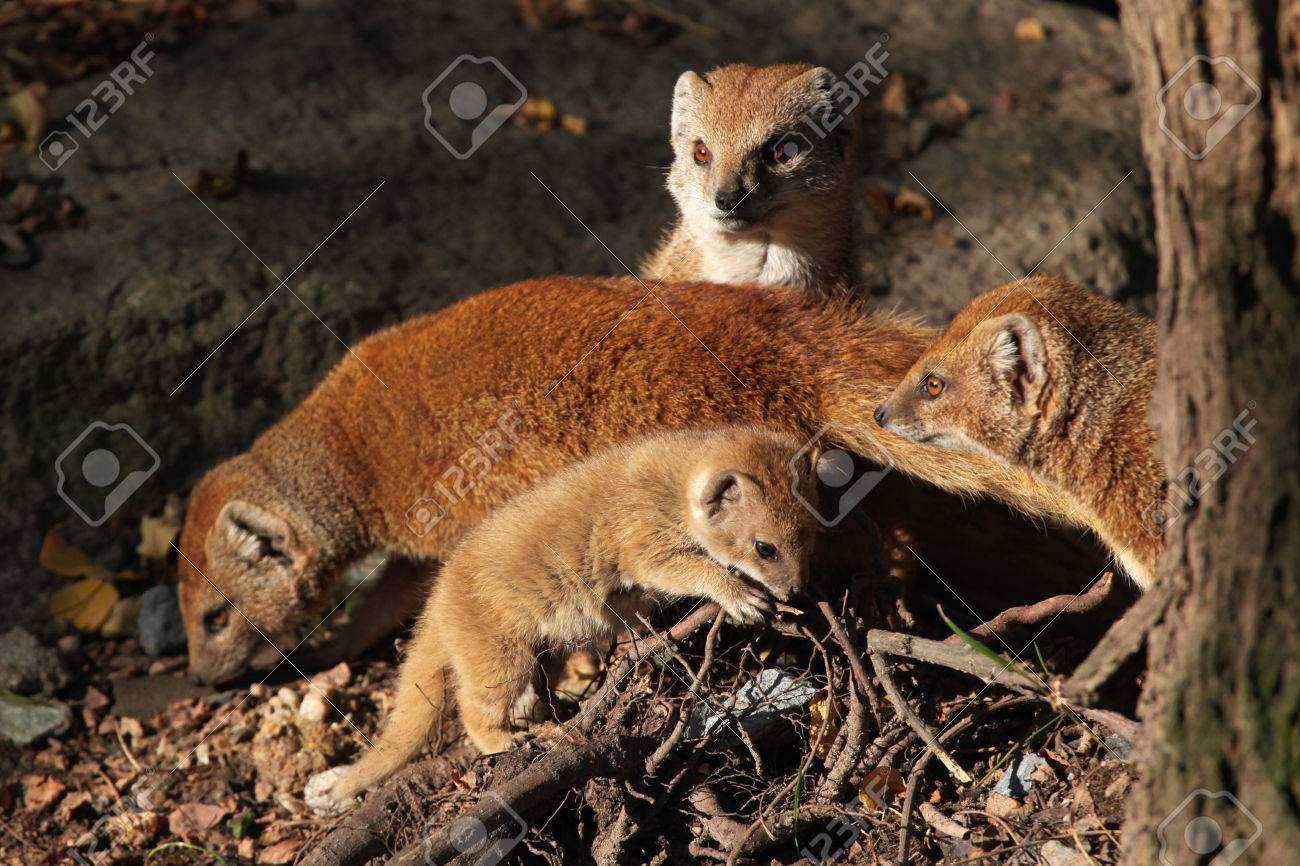Yellow Mongoose Cynictis Penicillata With A Baby Wild Life Animal Stock Photo Picture And Royalty Free Image Image