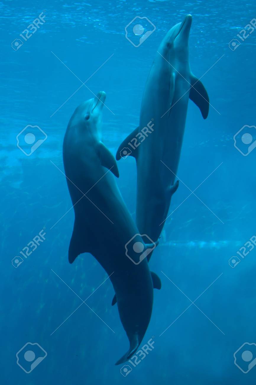ハンドウイルカ バンドウイルカ は 建立されたペニスと一緒に泳ぐ 野生生物動物 の写真素材 画像素材 Image ハンドウイルカ バンドウイルカ は 建立されたペニスと一緒に泳ぐ 野生生物動物 の写真素材 画像素材 Image