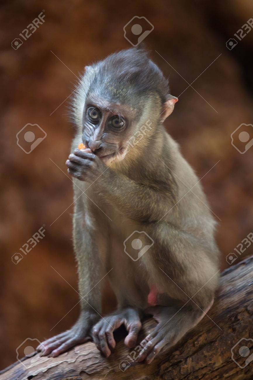 小さなドリル サル マンドリル Leucophaeus 野生生物動物 の写真素材 画像素材 Image