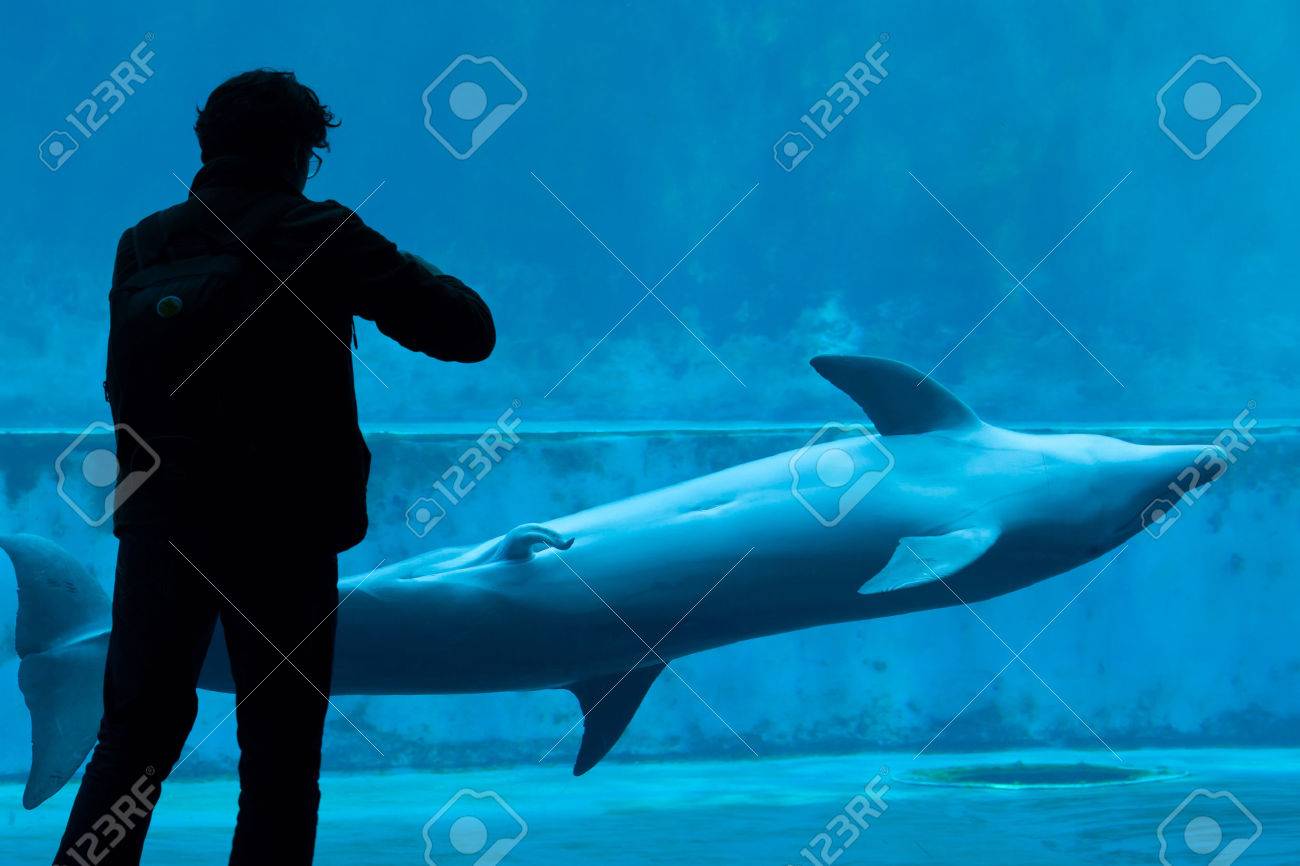 Quelle est la taille d’un pénis dauphins