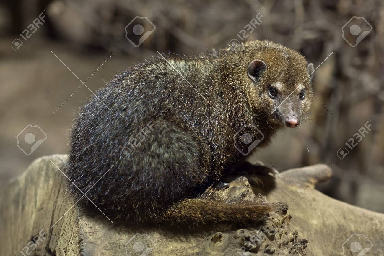 一般的な Kusimanse Crossarchus チチブ 長い鼻 Kusimanse としても知られています 野生動物 の写真素材 画像素材 Image