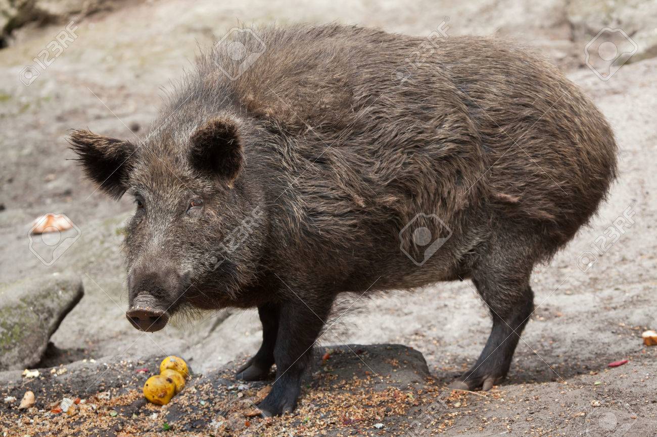 猪 (イノシシ)。野生動物。の写真素材・画像素材 Image 61813225