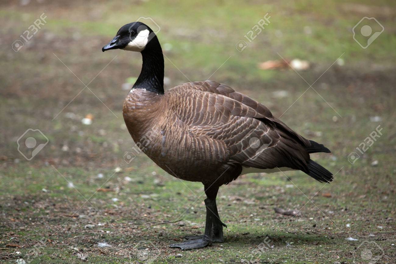 canada goose qr code lookup