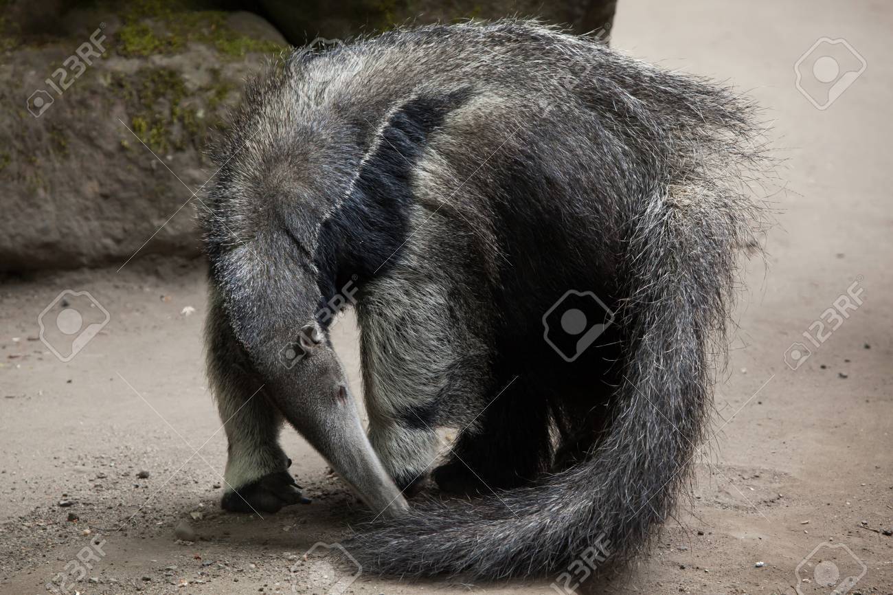 オオアリクイ Myrmecophaga Tridactyla アリクイとしても知られています 野生動物 の写真素材 画像素材 Image