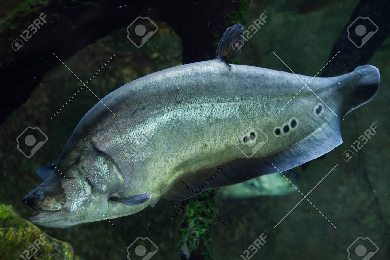 clown knifefish chitala ornate