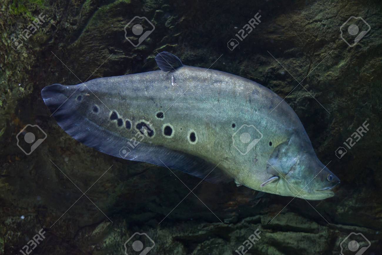 clown knifefish chitala ornate