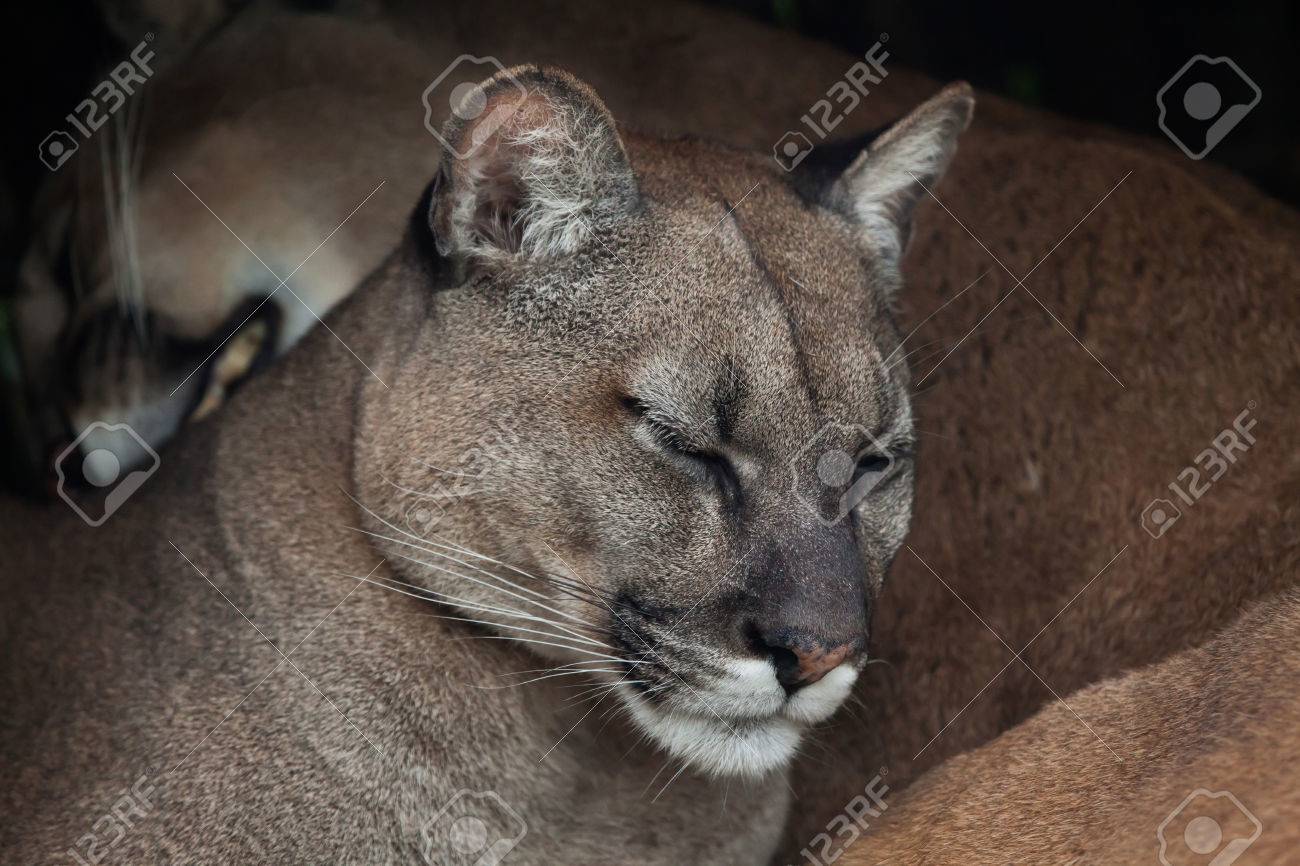 puma gris animal