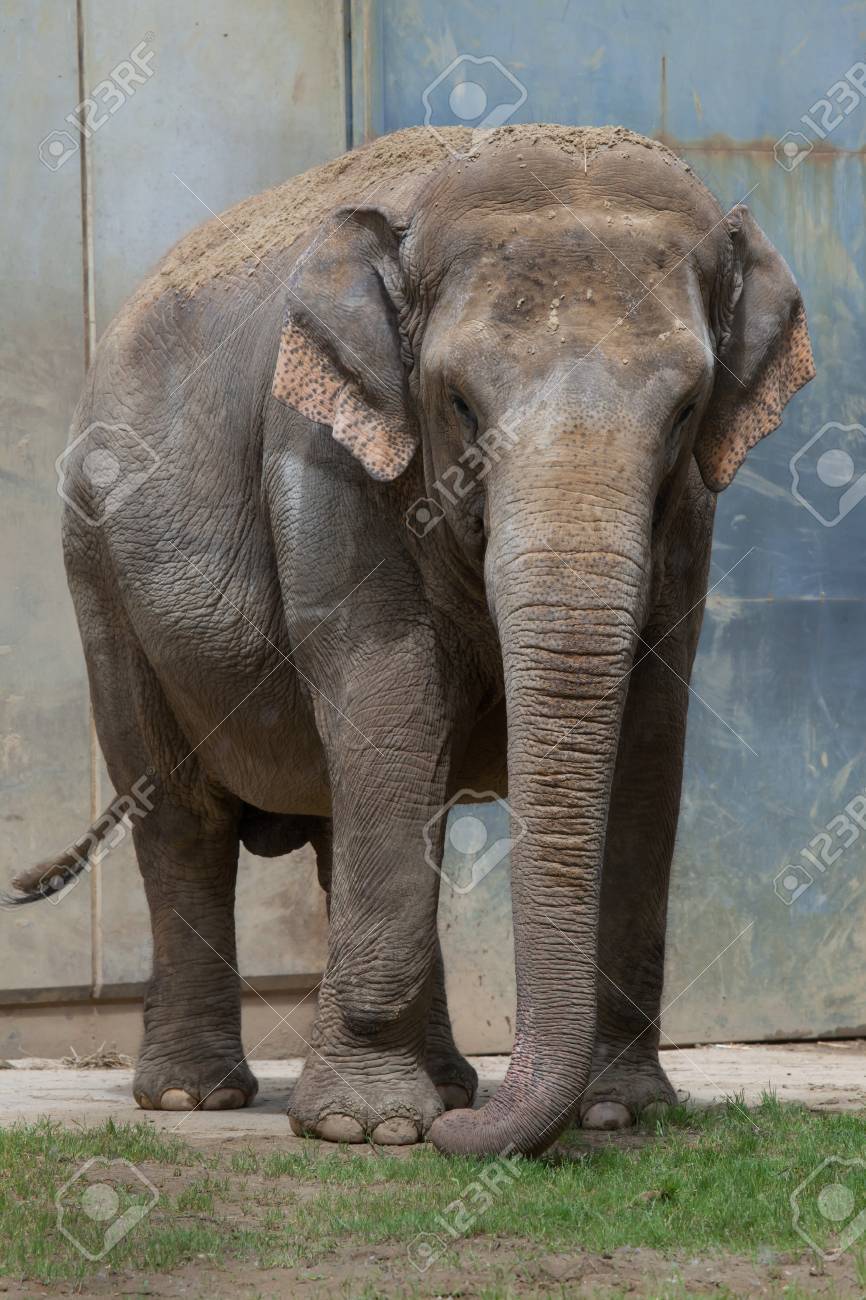 Images Of インドゾウ Japaneseclass Jp