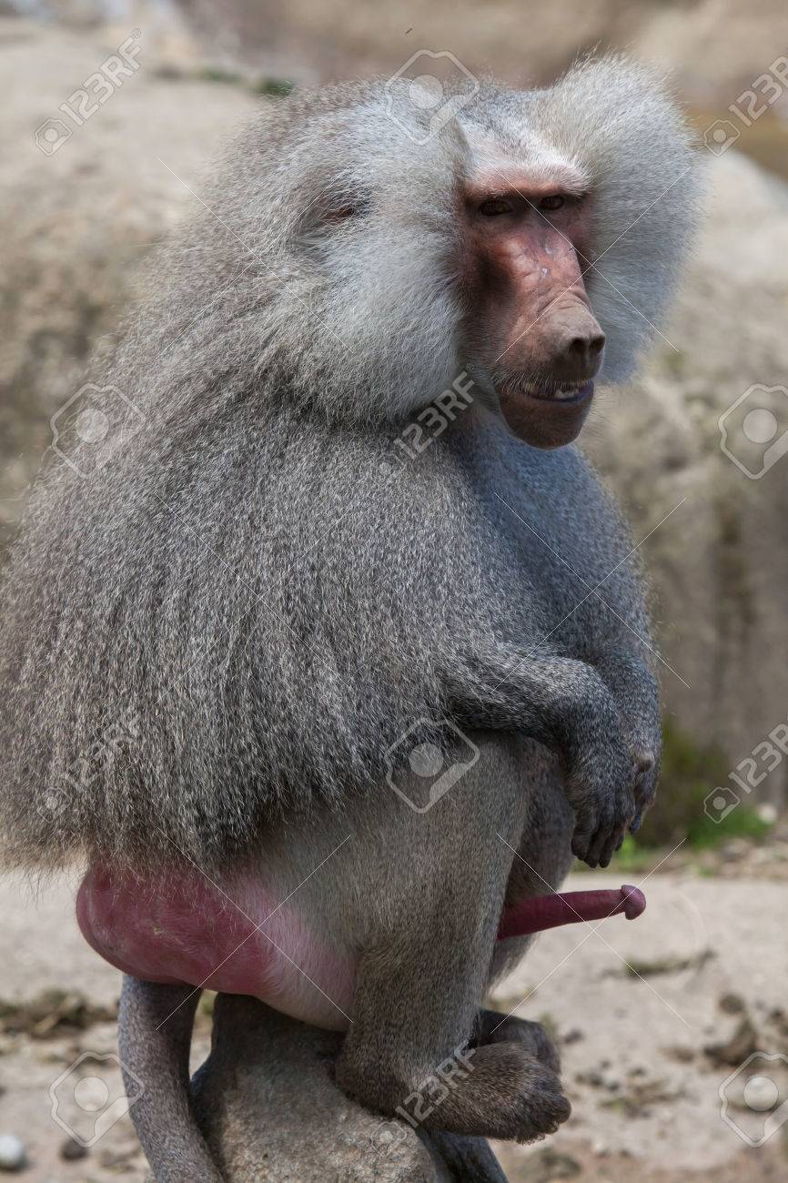 animals penises  Hamadryas Baboon (Papio Hamadryas). Male Monkey With Erected Penis.  Wildlife Animal. Stock Photo, Picture and Royalty Free Image. Image  63666851.