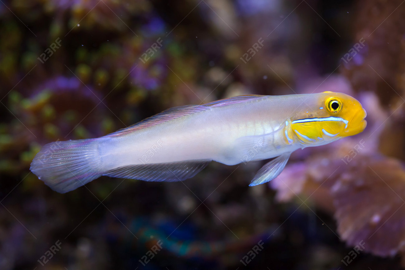 つながらなければハゼ Valenciennea Strigata 海の生活 の写真素材 画像素材 Image
