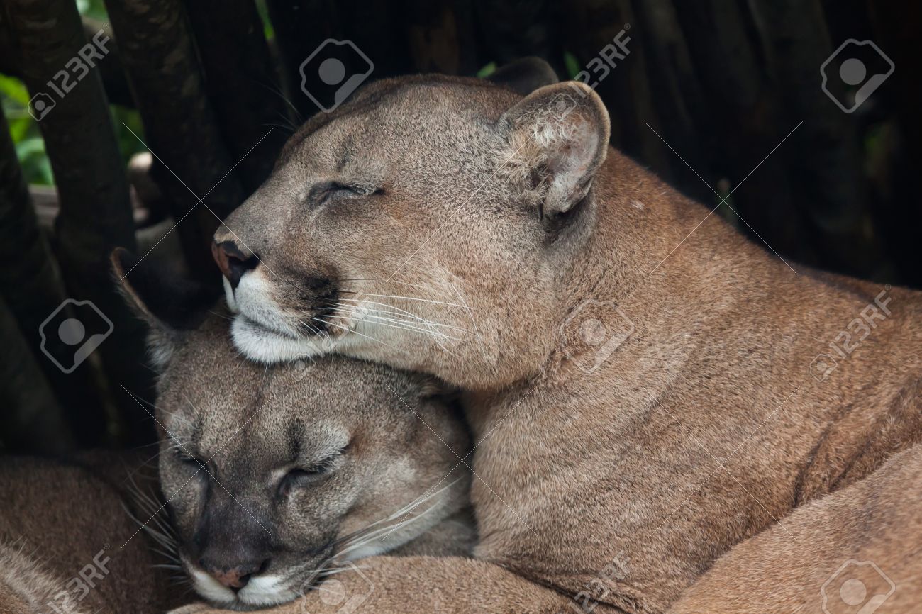chilean cougar puma concolor puma also known as the chilean