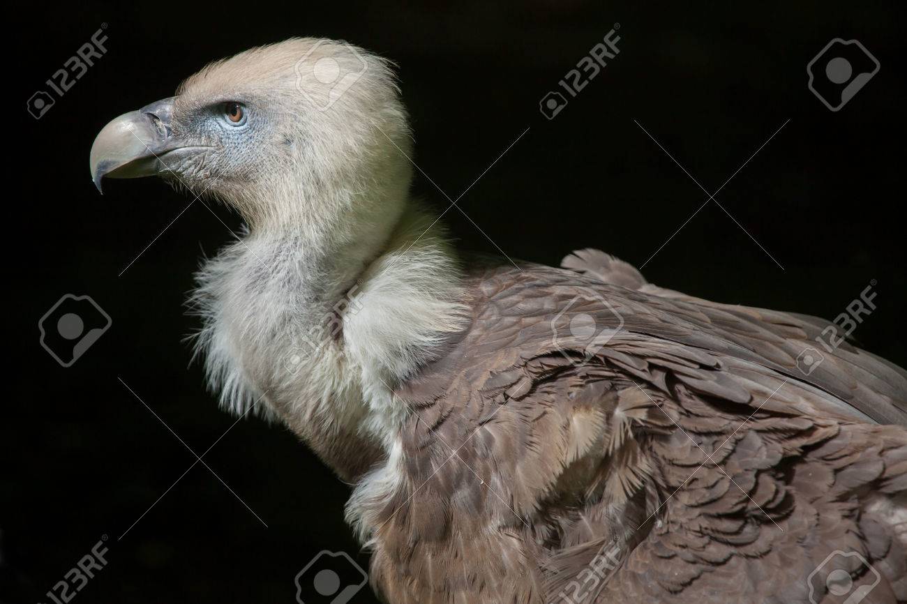 グリフォンのハゲタカ ベンガルハゲワシ Fulvus 野生動物 の写真素材 画像素材 Image