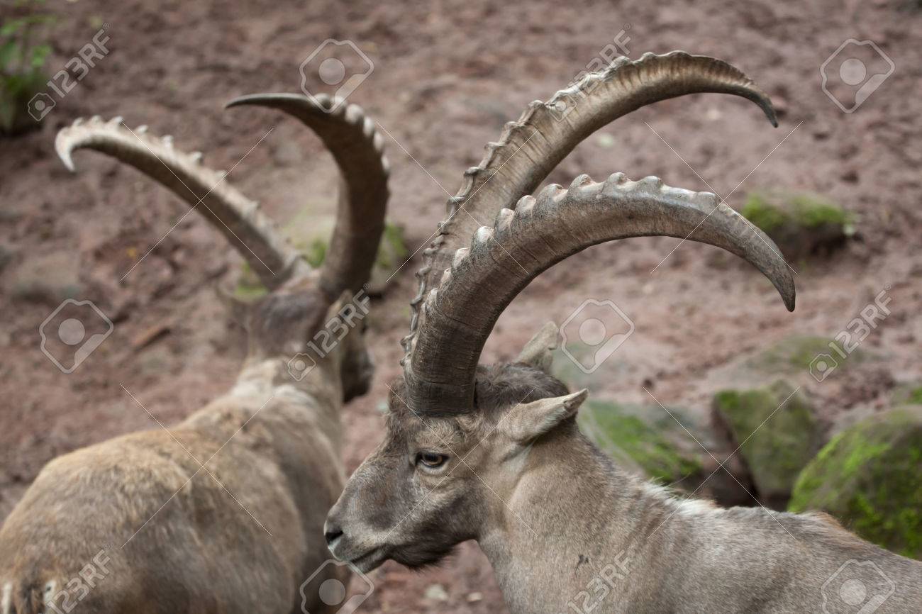 アルプスアイベックス Capra Ibex アイベックス シュタインボックまたは Bouquetin としても知られています 野生動物 の写真素材 画像素材 Image