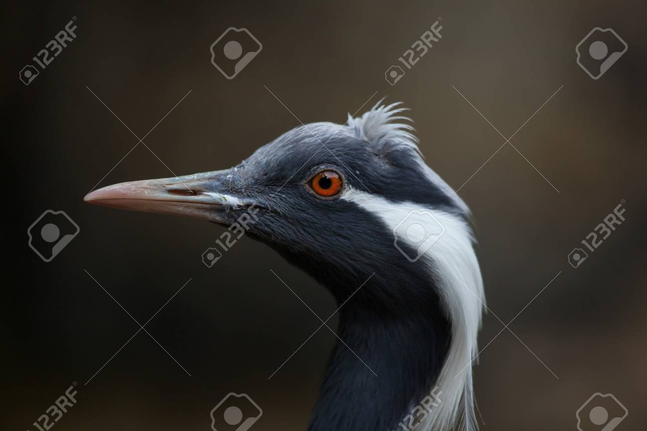 アネハ鶴 Anthropoides おとめ座 青のクレーンとしても知られています 野生動物 の写真素材 画像素材 Image