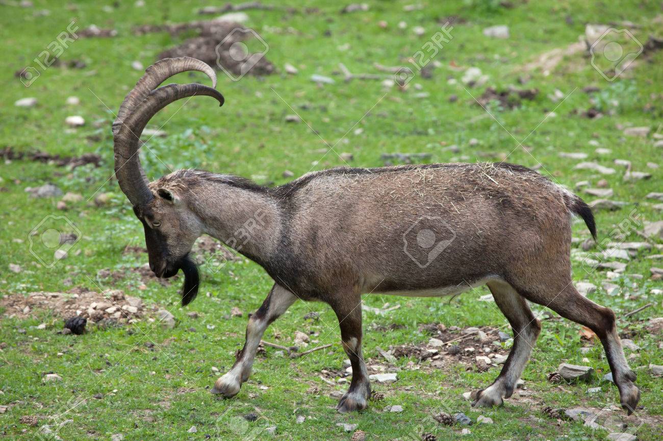 胃石アイベックス キャプラ Aegagrus Aegagrus アナトリアの胃石アイベックスとしても知られています 野生動物 の写真素材 画像素材 Image