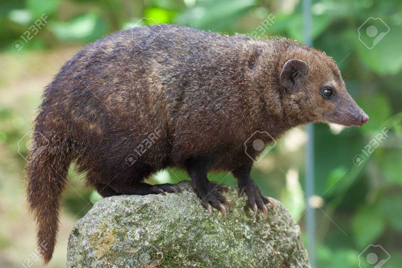 Common Kusimanse Crossarchus Obscurus Also Known As The Long Nosed Kusimanse Wildlife Animal Stock Photo Picture And Royalty Free Image Image