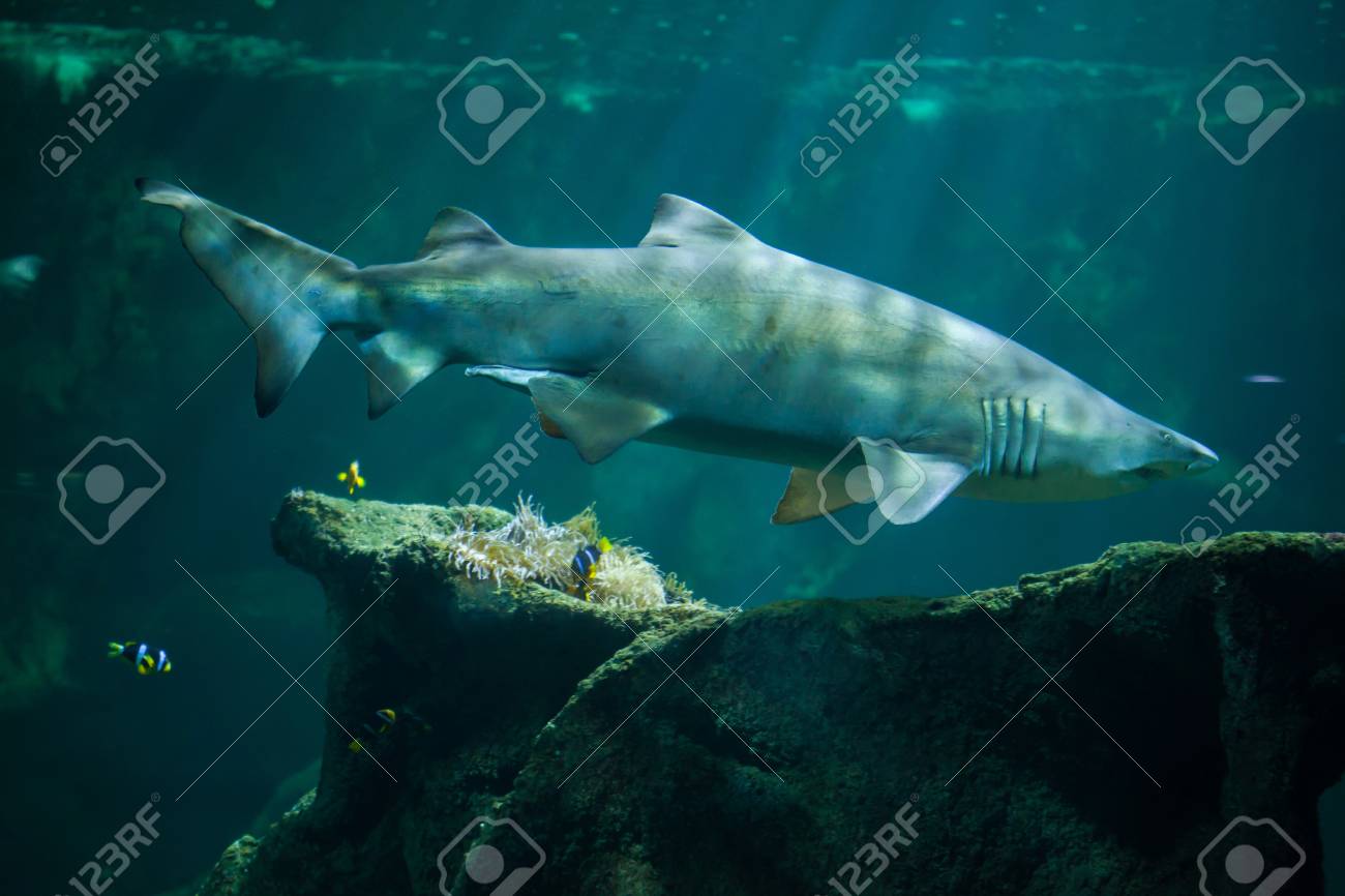 サンドタイガーシャーク Carcharias トーラス として知られている灰色はサメ看護師します の写真素材 画像素材 Image