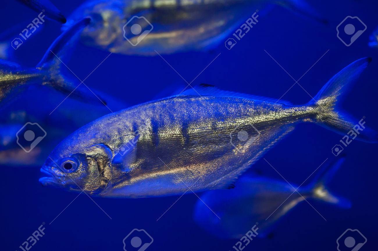 大西洋のアジ マアジ マアジ の写真素材 画像素材 Image