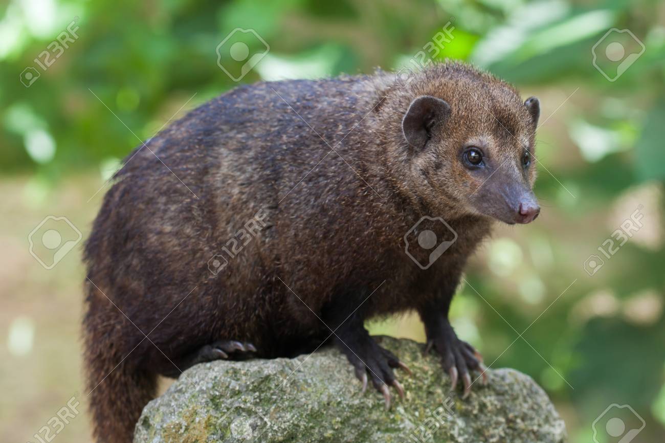 一般的な Kusimanse Crossarchus チチブ 長い鼻 Kusimanse としても知られています 野生動物 の写真素材 画像素材 Image