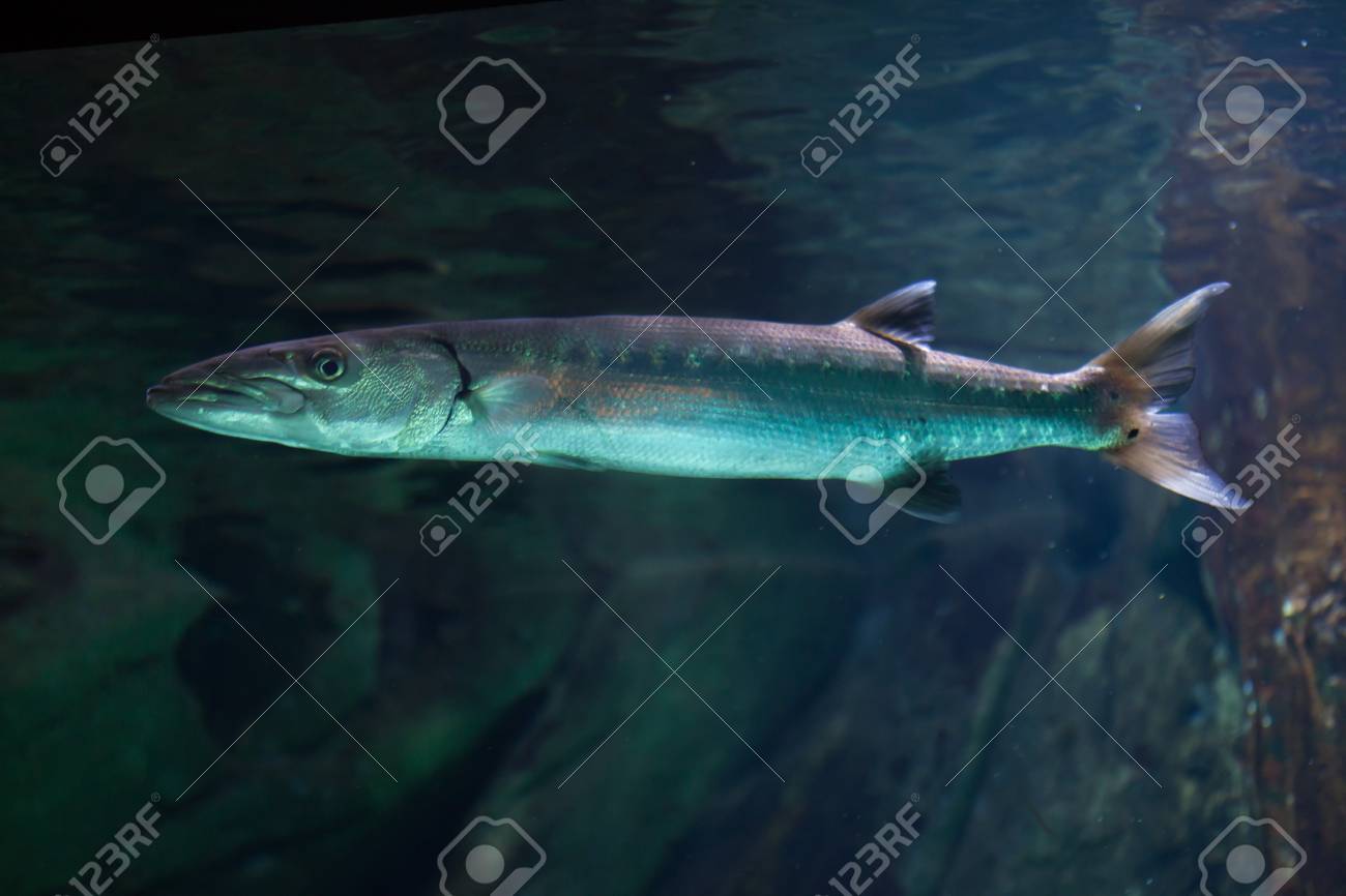 レア！オニカマス（バラクーダ）頭骨 【公式通販】