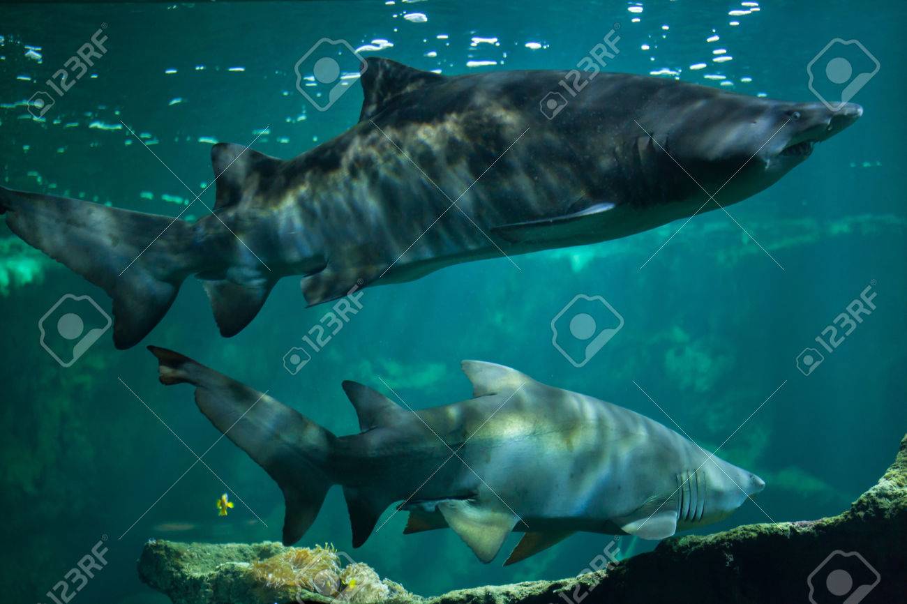 サンドタイガーシャーク Carcharias トーラス として知られている灰色はサメ看護師します の写真素材 画像素材 Image