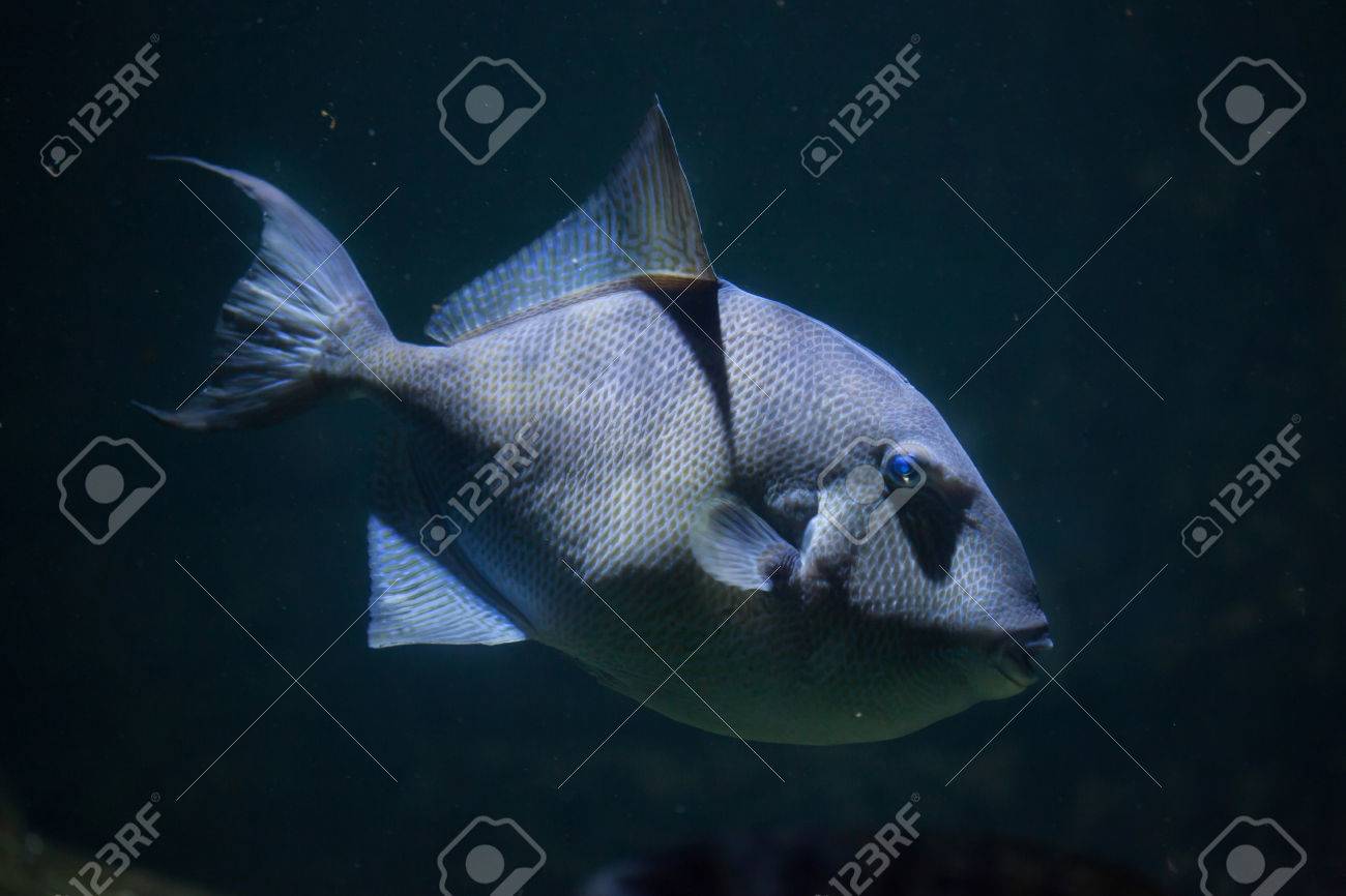 お魚シルバー モンガラカワハギ