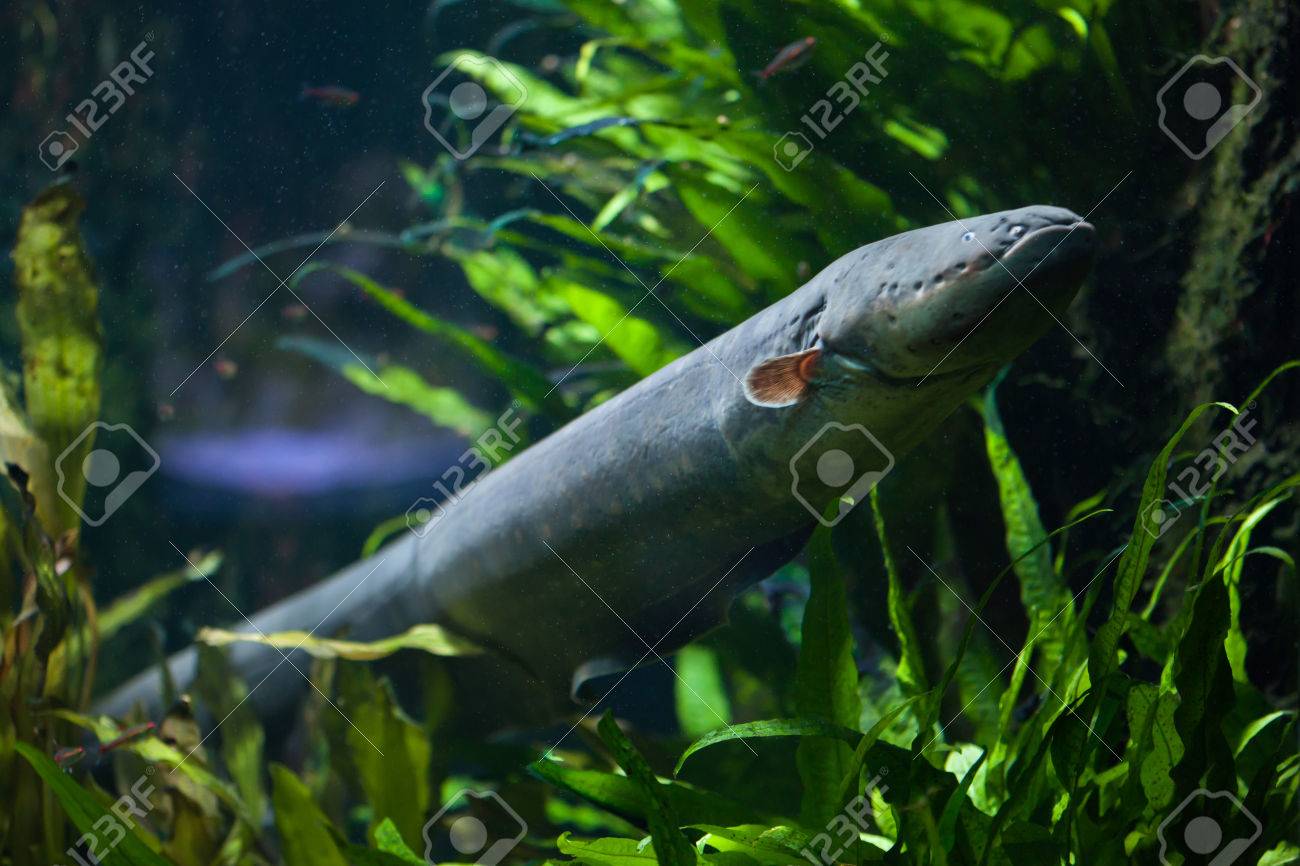 Electric eel (Electrophorus electricus). Freshwater fish. - 66390954 Electric eel (Electrophorus electricus). Freshwater fish. - 66390954