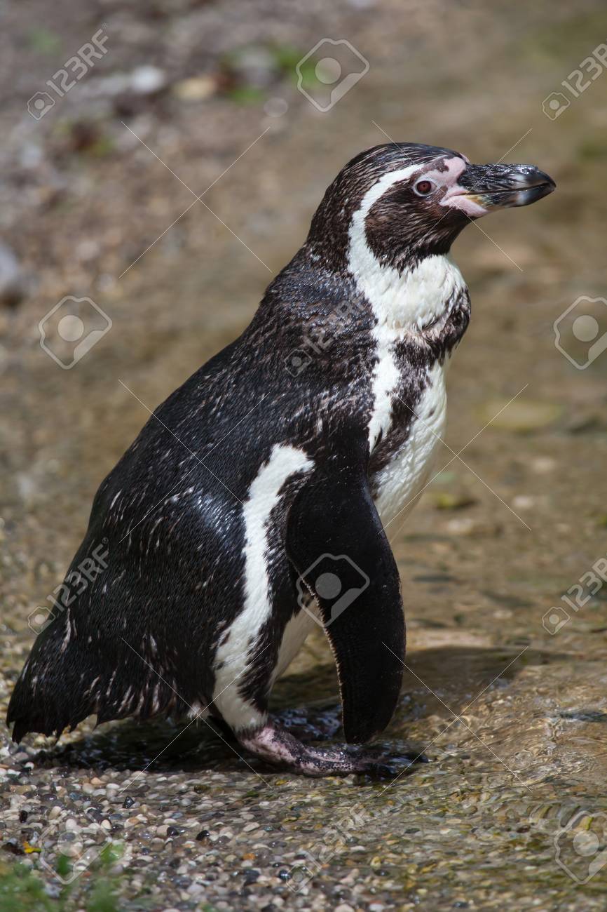 フンボルト ペンギン 観察 チリのペンギンとも呼ばれます の写真素材 画像素材 Image