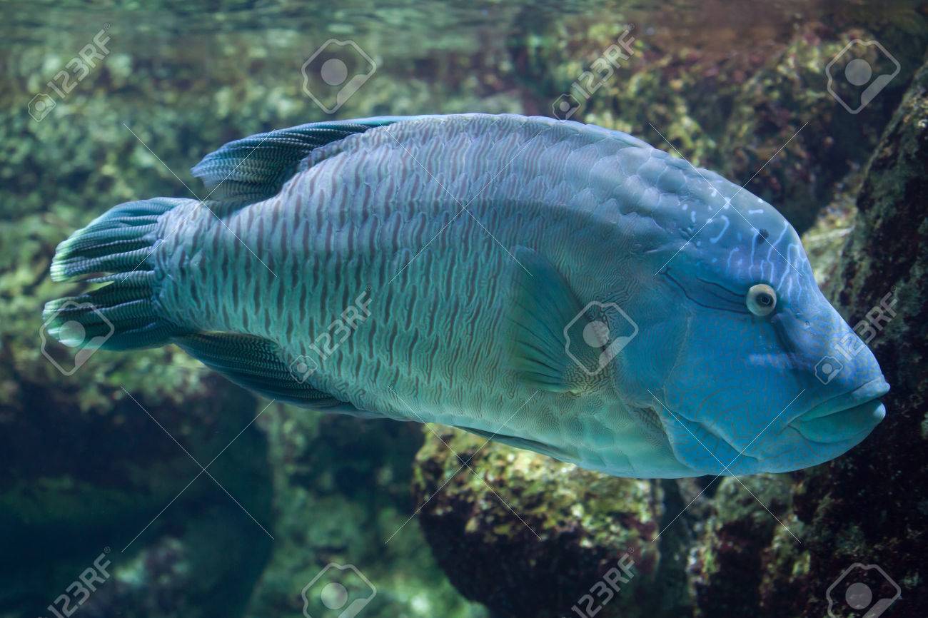 メガネモチノウオ Cheilinus 雲 ナポレオンの魚としても知られています の写真素材 画像素材 Image