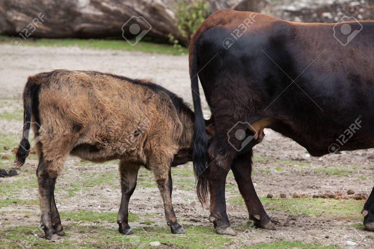 heck cattle bos primigenius taurus claimed to resemble the extinct aurochs size