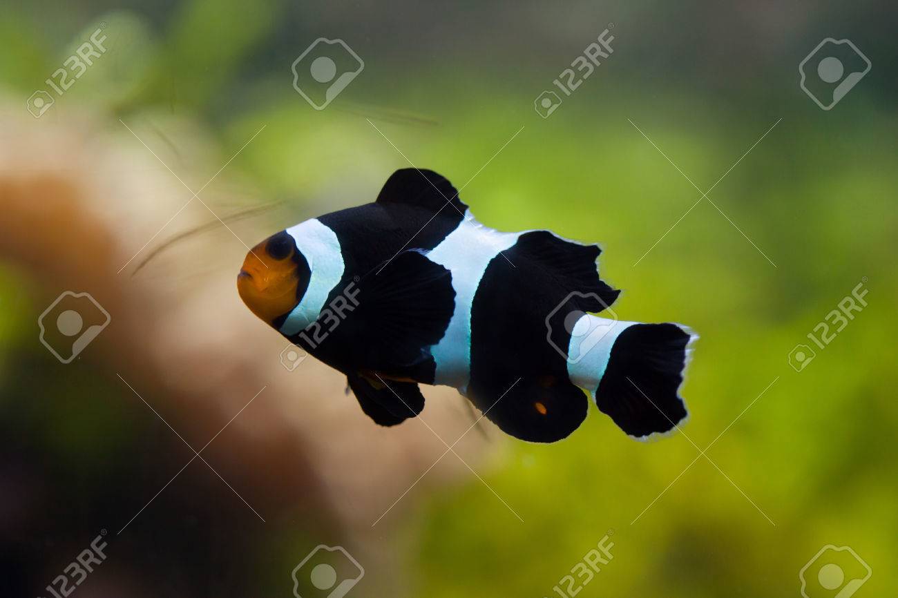 無料ダウンロード魚 クマノミ 最高の花の画像 無料ダウンロード魚 クマノミ 最高の花の画像