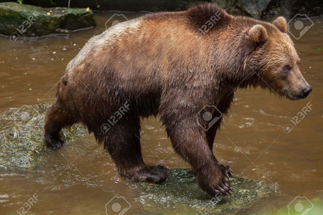 カムチャッカ ヒグマ Ursus Arctos Beringianus 極東のヒグマとも呼ばれます の写真素材 画像素材 Image