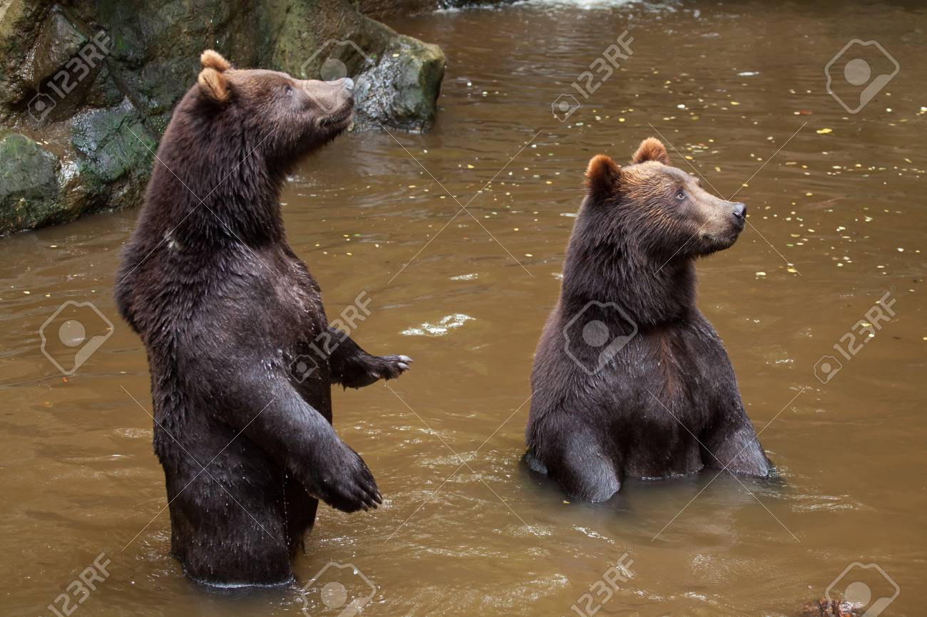 カムチャッカ ヒグマ Ursus Arctos Beringianus 後ろ足で極東ヒグマ立ってとしても知られています の写真素材 画像素材 Image カムチャッカ ヒグマ Ursus Arctos Beringianus 後ろ足で極東ヒグマ立ってとしても知られています の写真素材 画像素材 Image